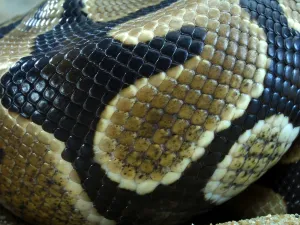 Royal Python Stampe: Royal Python (Python regius)