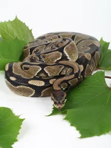 Royal Python Stampe: Royal Python (Python regius)