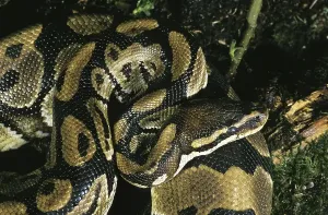 Constrictor Snakes Stampe: Royal Python (python regius), Adult