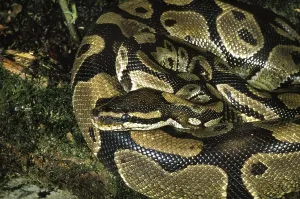 Royal Python Stampe: Royal python (python regius), Adult