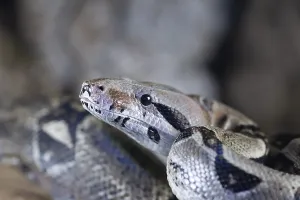 Captive Snake Photography Stampe: Royal python (Python regius) adult snake head portrait