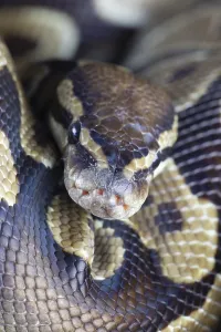 Scaled Reptile Portraits Stampe: Royal python (Python regius) adult snake head portrait