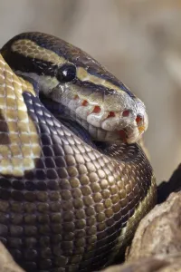 Captive Snake Photography Stampe: Royal python (Python regius) adult snake head portrait