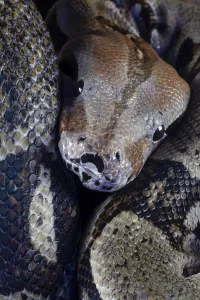Captive Snake Photography Stampe: Royal python (Python regius) adult snake head portrait