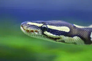 Captive Snake Photography Stampe: Royal python (Python regius) adult snake head portrait