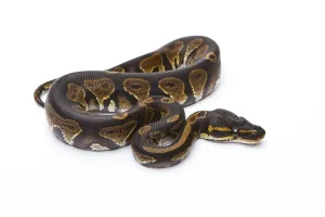 Studio Shot Austria Stampe: Royal Python (Python regius), Black Head