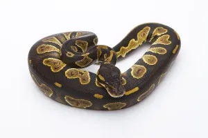 Royal Python Stampe: Royal Python (Python regius), Black Head