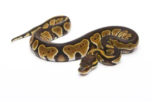 Full Length Animal Images Stampe: Royal python (Python regius), Black Head Double Het Albino Ghost