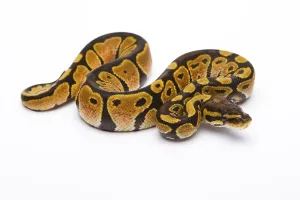 Python Regius Stampe: Royal python (Python regius) Black Head Spider Het Ghost Possible Het Albino