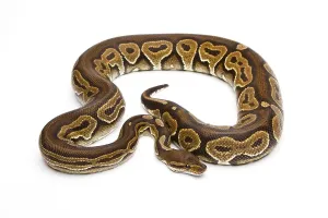 Wild Animal Breeding Stampe: Royal Python (Python regius), Black Pastel