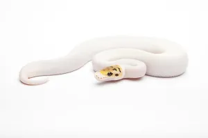 Constrictor Snake Species Stampe: Royal Python (Python regius), Bumble Bee Piebald