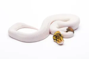 Full Length Animal Photos Stampe: Royal python (Python regius), Bumble Bee Piebald