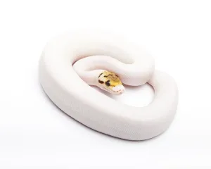 Royal Python Stampe: Royal Python (Python regius), Bumble Bee Piebald