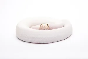 Wild Animal Breeding Stampe: Royal Python (Python regius), Bumble Bee Piebald