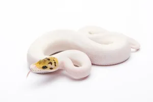 Bee Wildlife Photography Stampe: Royal Python (Python regius), Bumble Bee Piebald