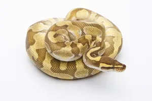 Studio Background Photos Stampe: Royal Python (Python regius), Butter Enchi