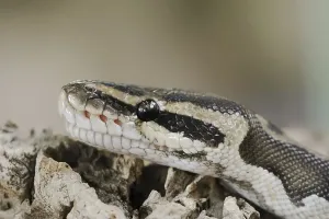 Constrictor Snake Species Stampe: Royal python (Python regius), captive