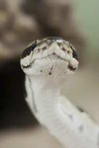 Constrictor Snake Species Stampe: Royal python (Python regius), captive