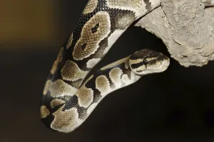 Python Regius Stampe: Royal python (Python regius), captive