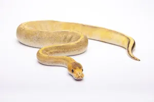 Reptiles In Europe Stampe: Royal python (Python regius), Champagne Calico
