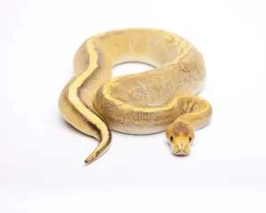 Royal Python Stampe: Royal Python (Python regius), Champagne Calico