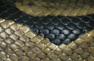 Wild Animal Macro Shots Stampe: Royal Python (python regius), Close Up of Skin