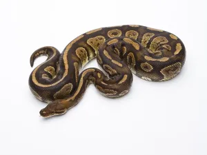 Wildlife In Austria Europe Stampe: Royal Python (Python regius), Fefe