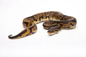 Panthera Pardus Pictures Stampe: Royal Python (Python regius), Leopard