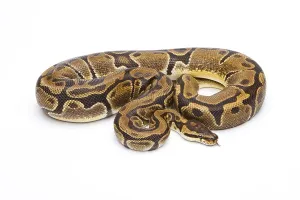 Python Regius Stampe: Royal python (Python regius), Matanic