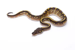 Deserted Studio Background Image Stampe: Royal Python (Python regius), Mojave Black Head
