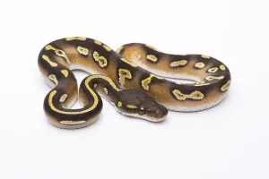Livestock Farming Pictures Stampe: Royal Python (Python regius), Mojave Black Head