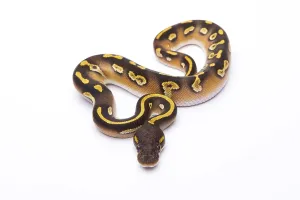 Deserted Austria Landscape Stampe: Royal Python (Python regius), Mojave Black Head