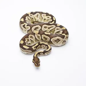 Snake Species Stampe: Royal Python (Python regius), Mojave Razor