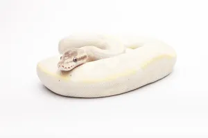 Royal Python Stampe: Royal Python (Python regius), Opal Diamond