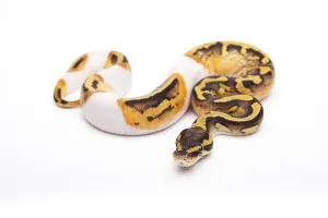 Austrian Wildlife Fauna Stampe: Royal Python (Python regius), Pastel Piebald