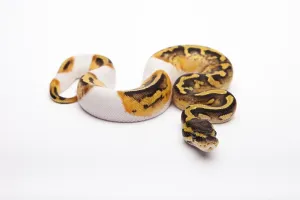 Wild Animal Breeding Stampe: Royal Python (Python regius), Pastel Piebald