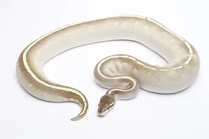 Austrian Wildlife Fauna Stampe: Royal Python (Python regius), Phantom Mojave Het Ghost