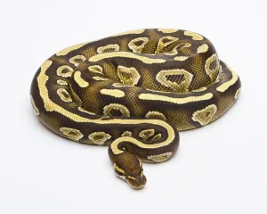 Wild Animal Breeding Stampe: Royal Python (Python regius), Phantom Yellow Belly