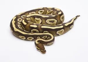 Female Snake Stampe: Royal python (Python regius), Phantom Yellow Belly