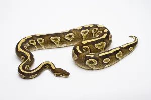 Serpentes Images Stampe: Royal python (Python regius), Phantom Yellow Belly
