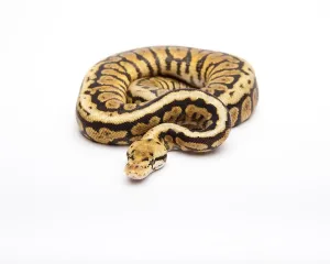 Male Animal Images Stampe: Royal python (Python regius), Powerball