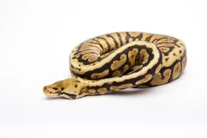 Royal python (Python regius), Powerball