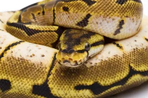 Austrian Wildlife Fauna Stampe: Royal Python (Python regius), Spider