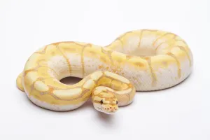 Scaled Reptiles Europe Stampe: Royal python (Python regius), Spider CG