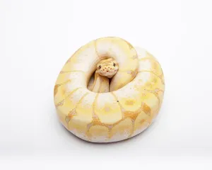 Royal Python Stampe: Royal python (Python regius), Spider CG
