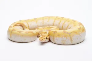 Open Air Nature Photography Austria Stampe: Royal Python (Python regius), Spider CG