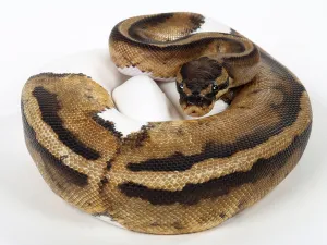 Royal Python Stampe: Royal python (Python regius), spotted