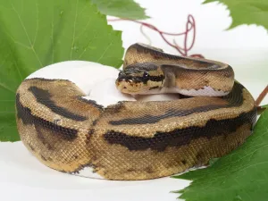 Royal Python Stampe: Royal python (Python regius), spotted
