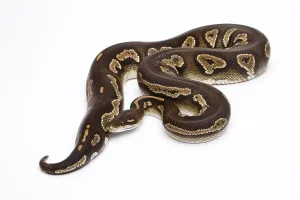 Wild Animal Breeding Stampe: Royal Python (Python regius), Super Black Head