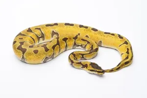 Austria Livestock Farming Stampe: Royal Python (Python regius), Super Enchi